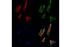 ABIN6264430 and ABIN6277577 staining Hela cells by IF/ICC.