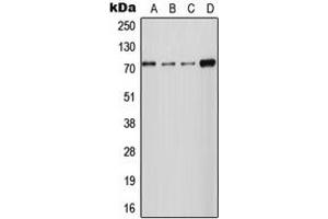 Western blot analysis of NCKX2 expression in HT1080 (A), MCF7 (B), Raw264. (SLC24A2 anticorps  (Center))