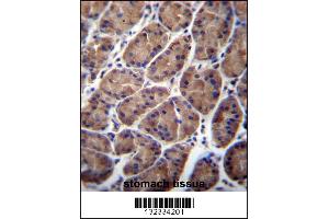 PFDN5 Antibody immunohistochemistry analysis in formalin fixed and paraffin embedded human stomach tissue followed by peroxidase conjugation of the secondary antibody and DAB staining. (PFDN5 anticorps  (AA 79-108))