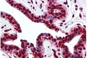 anti-Histone H2A (AA 1-15) antibody