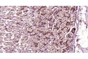 anti-SH3 Domain Containing 21 (SH3D21) (AA 51-150) antibody