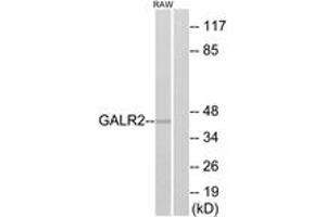 Western blot analysis of extracts from RAW264. (GALR2 anticorps  (AA 201-250))
