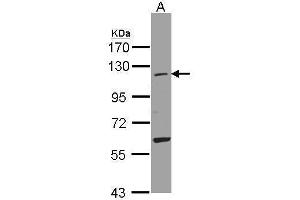 anti-Ubiquitin-Like Modifier Activating Enzyme 7 (UBA7) (N-Term) antibody