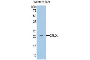 Western Blotting (WB) image for anti-Nitric Oxide Synthase 1, Neuronal (NOS1) (AA 726-894) antibody (ABIN1860024) (NOS1 anticorps  (AA 726-894))