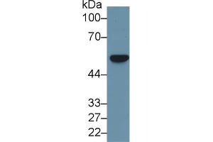 Western Blot; Sample: Human Hela cell lysate; Primary Ab: 1µg/ml Rabbit Anti-Rat FSCN Antibody Second Ab: 0.