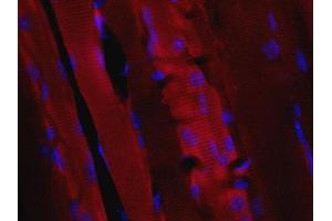 Indirect immunostaining of paraffin embedded sections from mouse skeletal muscle.