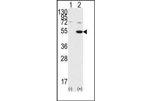 Image no. 1 for anti-Glycogen Synthase Kinase 3 alpha (GSK3a) (C-Term) antibody (ABIN360595) (GSK3 alpha anticorps  (C-Term))
