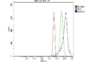 Flow Cytometry analysis of MCF-7 cells using anti-Heme oxygenase 2/HMOX2 antibody (ABIN7601766). (HMOX2 anticorps  (AA 45-301))