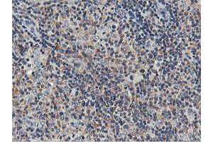 Image no. 5 for anti-Ubiquitin Specific Peptidase 10 (USP10) antibody (ABIN1501687)