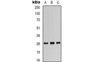 Western blot analysis of FGF18 expression in SW480 (A), SKOV3 (B), mouse heart (C) whole cell lysates. (FGF18 anticorps  (C-Term))
