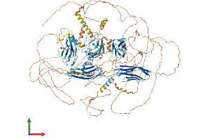 AlphaFold protein structure predicition of Human Recombinant PALLD Protein, UniprotID Q8WX93