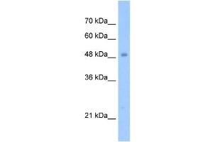 TIGD3 antibody used at 1. (TIGD3 anticorps  (N-Term))