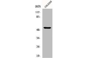 Western Blot analysis of COLO205 cells using Melanopsin Polyclonal Antibody