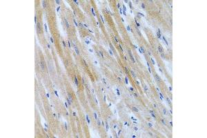Immunohistochemistry of paraffin-embedded rat heart using BMP3 antibody.