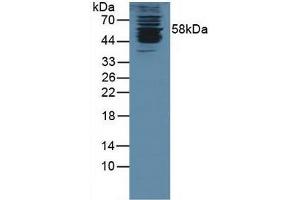 Western blot analysis of Human K562 Cells. (KPNA1 anticorps  (AA 239-506))