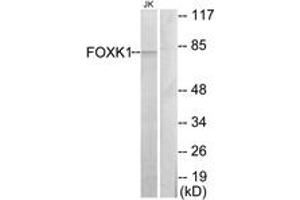 Western Blotting (WB) image for anti-Forkhead Box K1 (Foxk1) (AA 681-730) antibody (ABIN2889538) (Foxk1 anticorps  (AA 681-730))