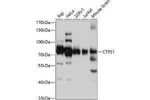 Western blot analysis of extracts of various cell lines, using CTPS1 antibody (ABIN1679408, ABIN3018132, ABIN3018133 and ABIN6220375) at 1:3000 dilution. (CTP Synthase anticorps  (AA 402-591))