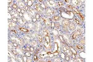 Immunohistochemistry analysis of paraffin-embedded mouse kidney using CXCR7 Polyclonal Antibody at dilution of 1:200.