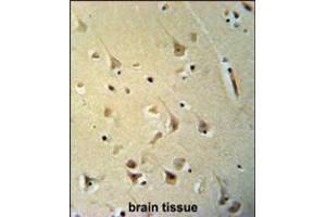 P2R3C Antibody immunohistochemistry analysis in formalin fixed and paraffin embedded human brain tissue followed by peroxidase conjugation of the secondary antibody and DAB staining. (PPP2R3C anticorps  (N-Term))