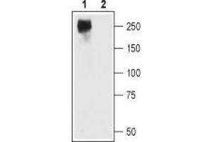 Western blot analysis of CaV1. (CACNA1C anticorps  (Intracellular))