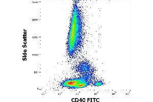 Flow cytometry surface staining pattern of human peripheral whole blood stained using anti-human CD40 (HI40a) FITC antibody (20 μL reagent / 100 μL of peripheral whole blood). (CD40 anticorps  (FITC))