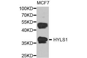 Western blot analysis of extract of various cells, using HYLS1 antibody.