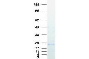 Validation with Western Blot