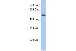 GSR antibody used at 1 ug/ml to detect target protein. (Glutathione Reductase anticorps  (N-Term))