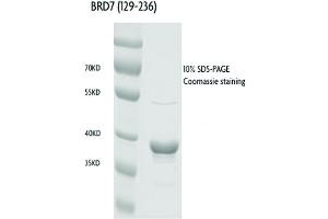 Recombinant BRD7 (129-236), GST-tag protein gel. (BRD7 Protein (AA 129-236) (GST tag))