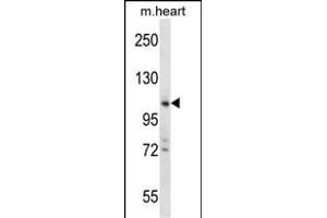 ZCCHC14 Antibody (Center) (ABIN657576 and ABIN2846580) western blot analysis in mouse heart tissue lysates (35 μg/lane). (ZCCHC14 anticorps  (AA 420-449))