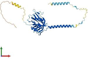 AlphaFold protein structure predicition of Mouse Recombinant Brix1 Protein, UniprotID Q9DCA5