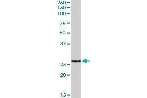 FKBP7 MaxPab polyclonal antibody. (FKBP7 anticorps  (AA 1-222))