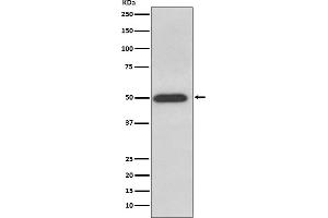Western blot analysis of ATPB expression in HeLa cell lysate.