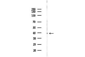 Western blot analysis of lysates from F10-LUC cells(heat-shock, 45 min treatment), using TMO Antibody at 1/1000 dilution.