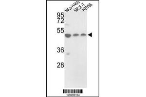 Western blot analysis of in NCI-H460, MCF-7, A2058 cell line lysates (35ug/lane) (PDIA6 anticorps  (AA 236-264))
