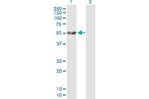 Western Blot analysis of GK expression in transfected 293T cell line by GK MaxPab polyclonal antibody. (Glycerol Kinase anticorps  (AA 1-524))