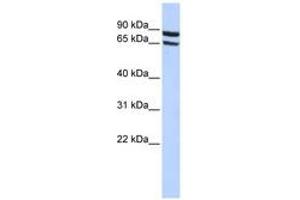 Image no. 1 for anti-Solute Carrier Family 6 (Neutral Amino Acid Transporter), Member 15 (SLC6A15) (AA 180-229) antibody (ABIN6740852) (SLC6A15 anticorps  (AA 180-229))