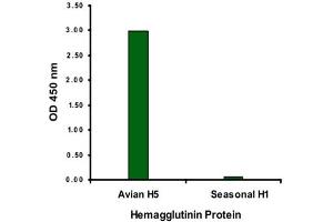 ELISA analysis of Influenza A virus Hemagglutinin H5 protein with 2 ug/mL Influenza A virus Hemagglutinin H5 monoclonal antibody, clone 1E6A7 . (Hemagglutinin anticorps  (Internal Region))