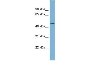 WB Suggested Anti-ENOSF1 Antibody Titration: 0. (ENOSF1 anticorps  (N-Term))