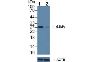 Knockout Varification: Lane 1: Wild-type Jurkat cell lysate; Lane 2: GZMA knockout Jurkat cell lysate; Predicted MW: 29kDa Observed MW: 27kDa Primary Ab: 5µg/ml Rabbit Anti-Mouse GZMA Antibody Second Ab: 0. (GZMA anticorps  (AA 29-260))