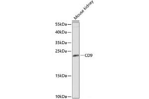 Western blot analysis of extracts of Mouse kidney using CD9 Polyclonal Antibody at dilution of 1:1000. (CD9 anticorps)