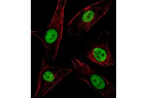 Fluorescent image of NIH/3T3 cell stained with SPI1 Antibody . (SPI1 anticorps  (C-Term))