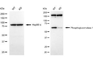 Western blotting analysis using phosphoglucomutase 1 antibody (ABIN7799805). (Recombinant Phosphoglucomutase 1 anticorps)