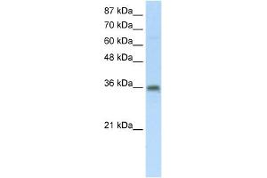 SFRS10 antibody used at 5 ug/ml to detect target protein. (TRA2B anticorps)