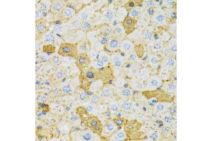 Immunohistochemistry of paraffin-embedded rat liver using OXA1L antibody (ABIN1980316) at dilution of 1:100 (40x lens). (OXA1L anticorps)