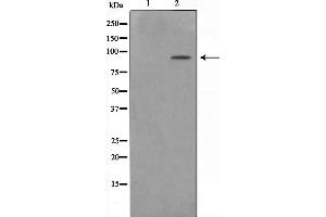 Western blot analysis on NIH-3T3 cell lysate using ZNF287 Antibody，The lane on the left is treated with the antigen-specific peptide. (ZNF287 anticorps)