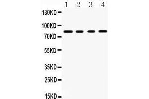 Western Blotting (WB) image for anti-Sp4 Transcription Factor (SP4) (AA 592-620), (C-Term) antibody (ABIN3043351) (SP4 anticorps  (C-Term))