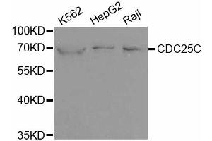 Western blot analysis of extracts of various cell lines, using CDC25C antibody. (CDC25C anticorps)