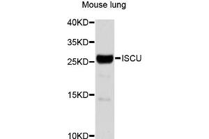 Western blot analysis of extracts of mouse lung, using ISCU antibody (ABIN1873282). (ISCU anticorps)