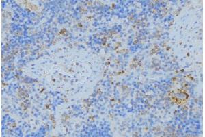 ABIN6276774 at 1/100 staining Human lymph node tissue by IHC-P. (TFPI anticorps  (Internal Region))